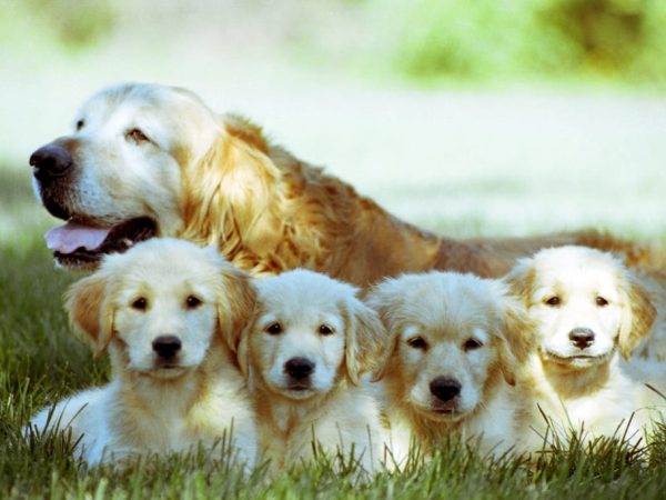shallow-focus-shot-old-golden-retriever-with-four-puppies-resting-grass-ground (2)